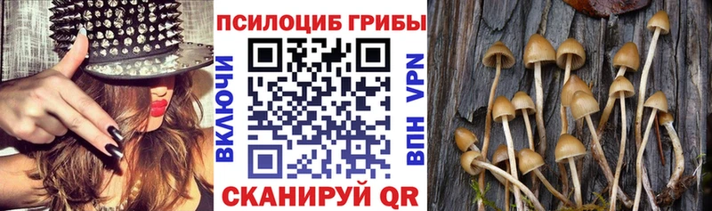 Купить где  Заволжск  Псилоцибиновые грибы мухоморы 
